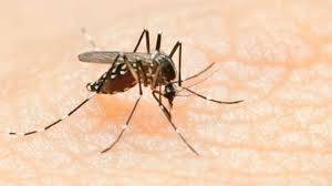 Belum ada vaksin atau obat untuk mencegah demam zika. 4 Penyakit Berbahaya Yang Disebabkan Oleh Nyamuk Rentokil