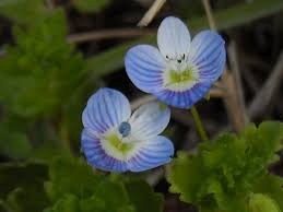 Fiori Occhi Della Madonna