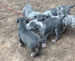 Crump's kennels produces only the highest quality xxl xl tri color, blue, champagne, fawn, and merle american pitbull terrier puppies for sale. Merle Pitbull Puppies For Sale 2018 Merle Pitbull Puppies For Sale 2020