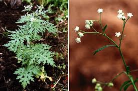 Image result for Parthenium