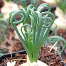 Image result for Albuca