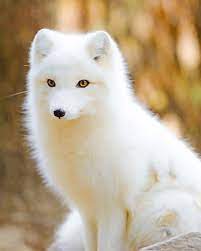 Baby Adorable Arctic Fox New Paint By Numbers Numeral Paint Free for commercial use no attribution required high quality images.