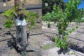 Image result for graft grape vines