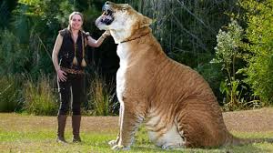 Liger Asplan Erkek Aslanla Disi Kaplanin Ciftlesmesinden Ortaya Cikan Melez Canliya Liger Deniyor Bu Isim Ingilizcedeki Asla Cat Facts Tiger Facts Big Cats