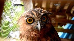 Check spelling or type a new query. Net Jabar Burung Hantu Jenis Bubo Ketupu Menjadi Hewan Peliharaan Youtube