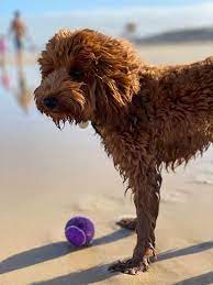 Australian labradoodle book for care, costs, feeding, grooming, health and training. Labradoodle Grooming Guide 11 Simple Australian Labradoodle Grooming Tips For Easy Diy Grooming Oodle Life