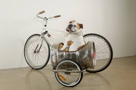 Image result for bicycle sidecar