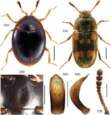 Those in office environments are generally free from risk of pest infestation or chemical contamination but these issues should be considered when placing machines in in primorskaya, russia, all monitored trees, including quercus mongolica fisch. Dna Barcodes Reveal 63 Overlooked Species Of Canadian Beetles Insecta Coleoptera