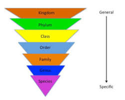 Taxonomic Categories Taxonomy Categories Videos Solved Examples