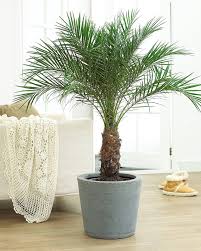Image result for Phoenix canariensis