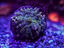 «our tck powerball bounce is growing up very nicely in our mushroom nano lagoon! Corals By Bee Posts Facebook