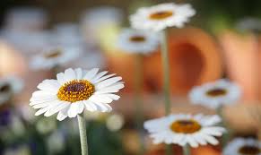 Maybe you would like to learn more about one of these? 3101001 Plant Identification Open Learning And Educational Support