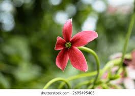 Image result for Combretum mkuzense