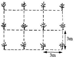 Ae Lesson 36 Layout And Planting Methods