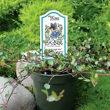 Care of angel vines angel vines are native to new zealand and hardy from zone 8a through 10a. Kay Kay S Angel Vine Pahl S Market Apple Valley Mn