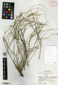 Image result for Polygala melilotoides