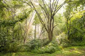 One alliance center, suite 1250 3500 lenox road atlanta, ga 30326 Collier Hills Buckhead