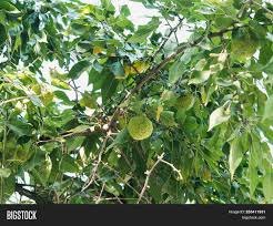 We did not find results for: Green Fruits Maclura Image Photo Free Trial Bigstock