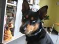 10 Awesome Doberman Mixes You Need To Feast Your Eyes On