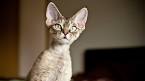Devon Rex Cat Breed Profile | Petfinder