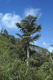 Image result for Caryota
