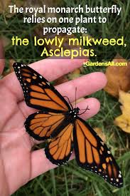 Bee, butterfly, and bat populations face alarming declines worldwide. Monarch Butterflies And Milkweed A Complex Relationship Gardensall