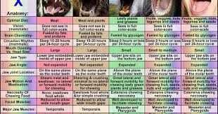 mango the raw vegan fruitarian comparative anatomy of