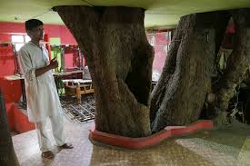 You can also order food, book restaurant table, view menu. Indian Family Branches Out With Novel Tree House