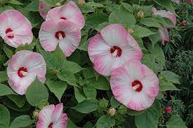 Get Luna Pink Swirl Hibiscus In Mi At English Gardens Nurseries Serving Clinton Township Dearborn Heights Eastpointe Royal Oak West Bloomfield And The Plymouth Ann Arbor Michigan Areas