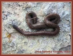Image result for Pentarhopalopilia