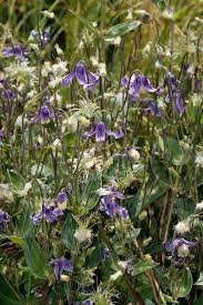 Image result for Clematis uhehensis