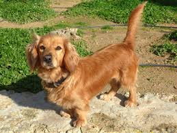 Dies kann die verschiedensten gründe haben, z.b. Langhaar Dackel Cocker Spaniel Mischling Rubia Hundin Zuhause Gefunden Tini Tiere In Not Ibiza E V Happy Ends Archiv Von Zergportal De