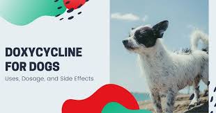 This drug is related to other tetracyclines such as chlortetracycline. Doxycycline For Dogs Uses Dosage Side Effects I Love Veterinary