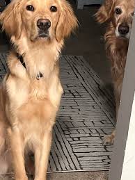 Any tips to stop constant barking in a 4-month-old golden?