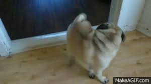 Pug Chasing Its Tail On Make A Gif Cute puppies, joyful dogs smile as wide as they can. pug chasing its tail on make a gif