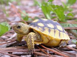 We did not find results for: Tortoise Preserve