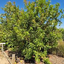 Image result for Syzygium jambos