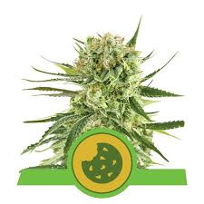 Cookies kush bedient sich der besten eigenschaften beider eltern. Royal Cookies Autoflowering Cannabis Seeds Royal Queen Seeds