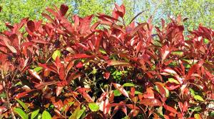 Les arbres aux feuillage persistant gardent leurs feuilles toute l'année spécialement durant l'hiver. Photinia Plantation Entretien Cote Maison