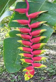 Image result for Heliconia rostrata
