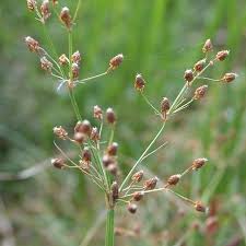 Image result for Fimbristylis quinquangularis