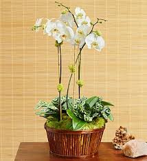* write a personal card message: Buy Online Save Orchid Garden Randolph Florist Florist