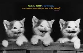 You know cats make amazing pets for plenty of reasons, but sometimes it can be hard to put into words exactly why they're so great. Funny Friend Quotes And Images Relatable Quotes Motivational Funny Funny Friend Quotes And Images At Relatably Com