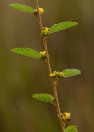 Image result for Waltheria indica