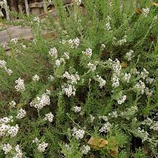 Image result for Eriocephalus racemosus