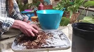 Bat Plant Tacca Repotting Care Youtube