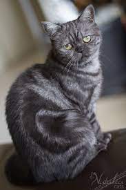 In front of a white background. Cat Colours I M Curious Have You Ever Seen A Classic Tabby