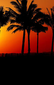 Baixe agora mesmo a foto vintage tropical palms. Download 840x1336 Wallpaper Sunset Palm Tree Silhouette Iphone 5 Iphone 5s Iphone 5c Ipod Touch 840x1336 Hd Image Background 16637