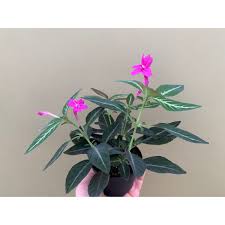 Image result for Ruellia makoyana