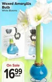 We did not find results for: Thrifty Foods Waxed Amaryllis Bulb White Blooms Redflagdeals Com